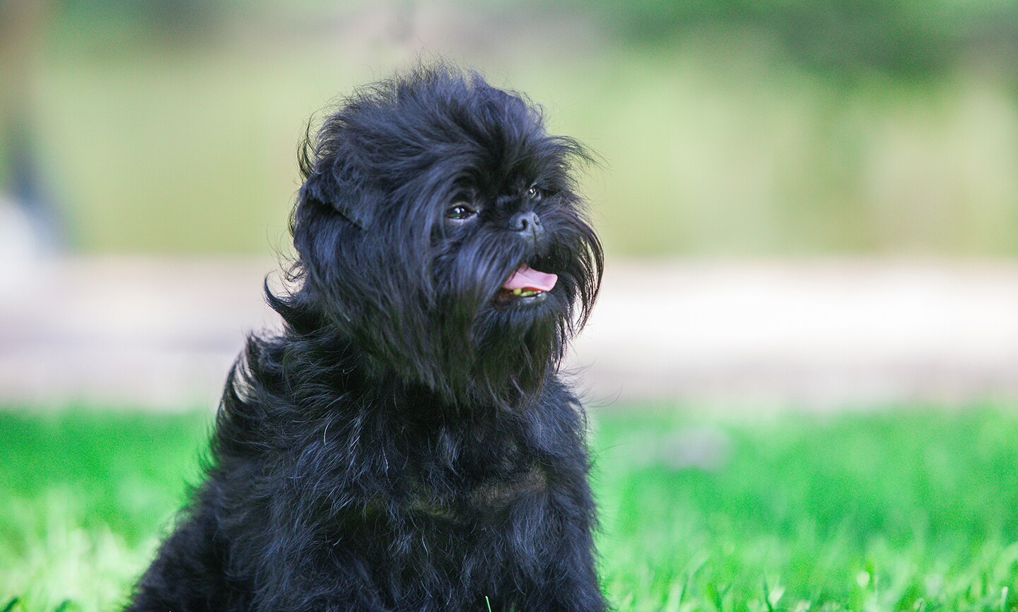 Affenpinscher - dog breed photo