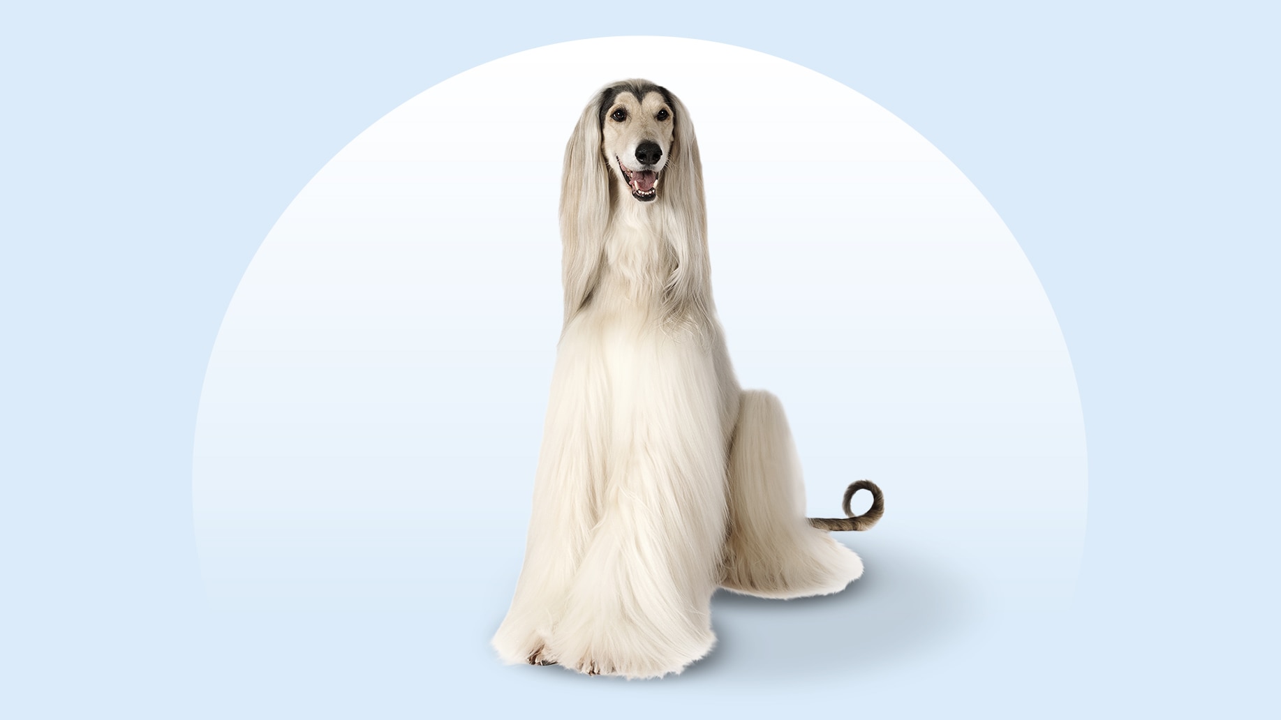 Afghan Hound - dog breed photo