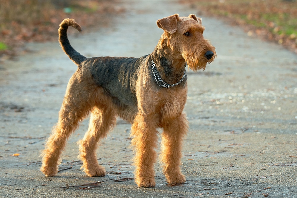 Airedale Terrier - dog breed photo