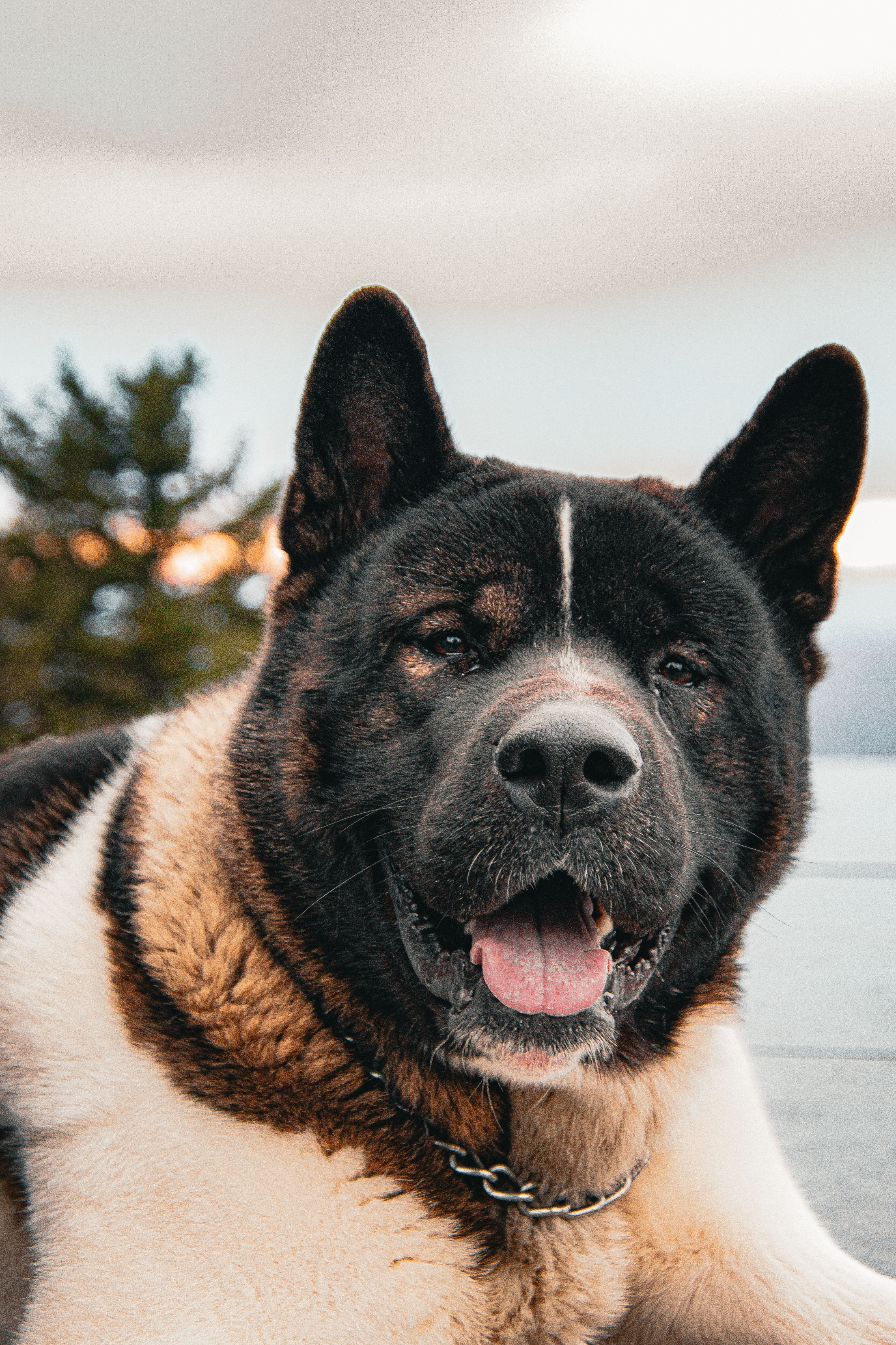 Akita - dog breed photo