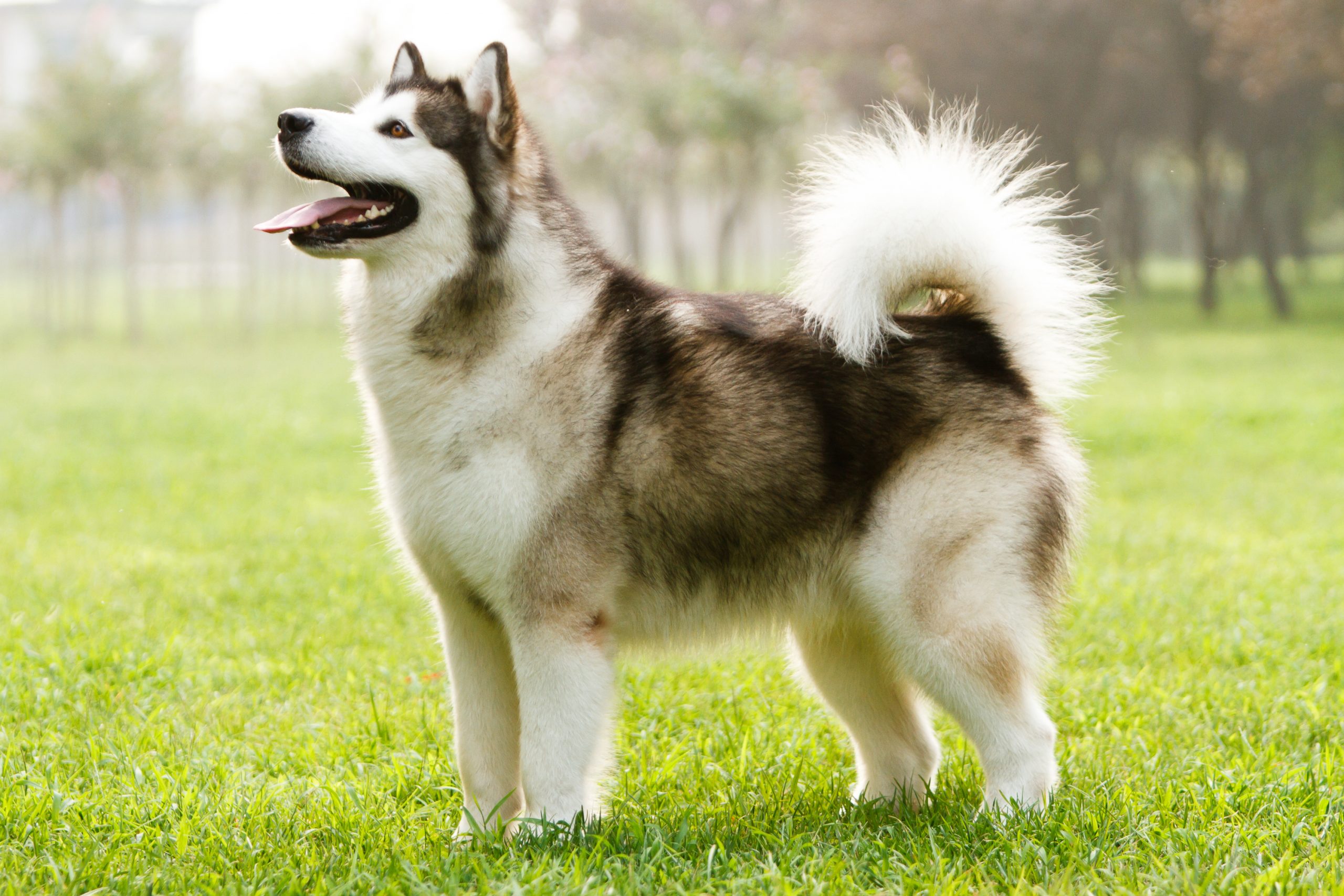 Alaskan Malamute - dog breed photo