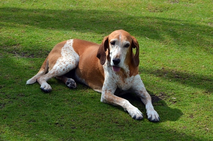 American English Coonhound - dog breed photo
