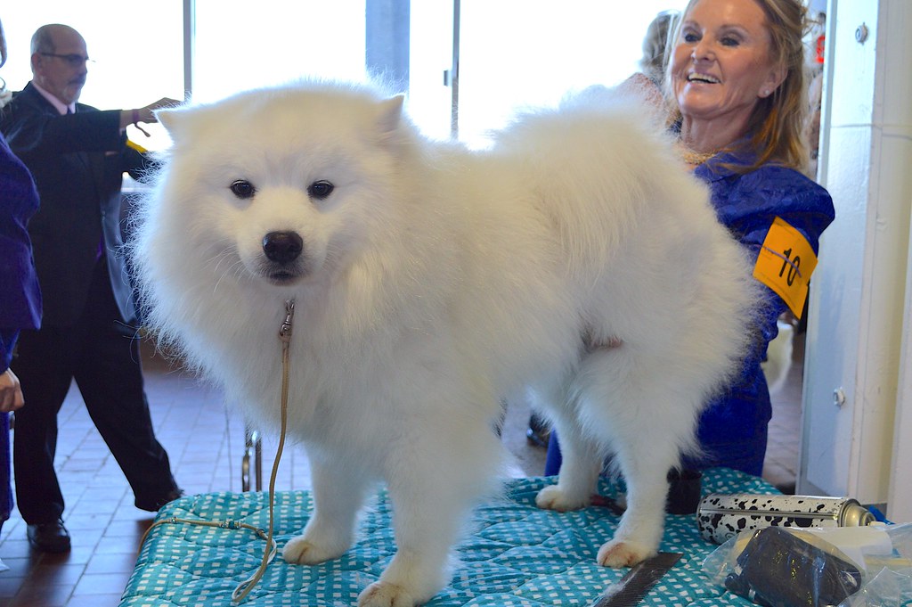 American Eskimo Dog - dog breed photo