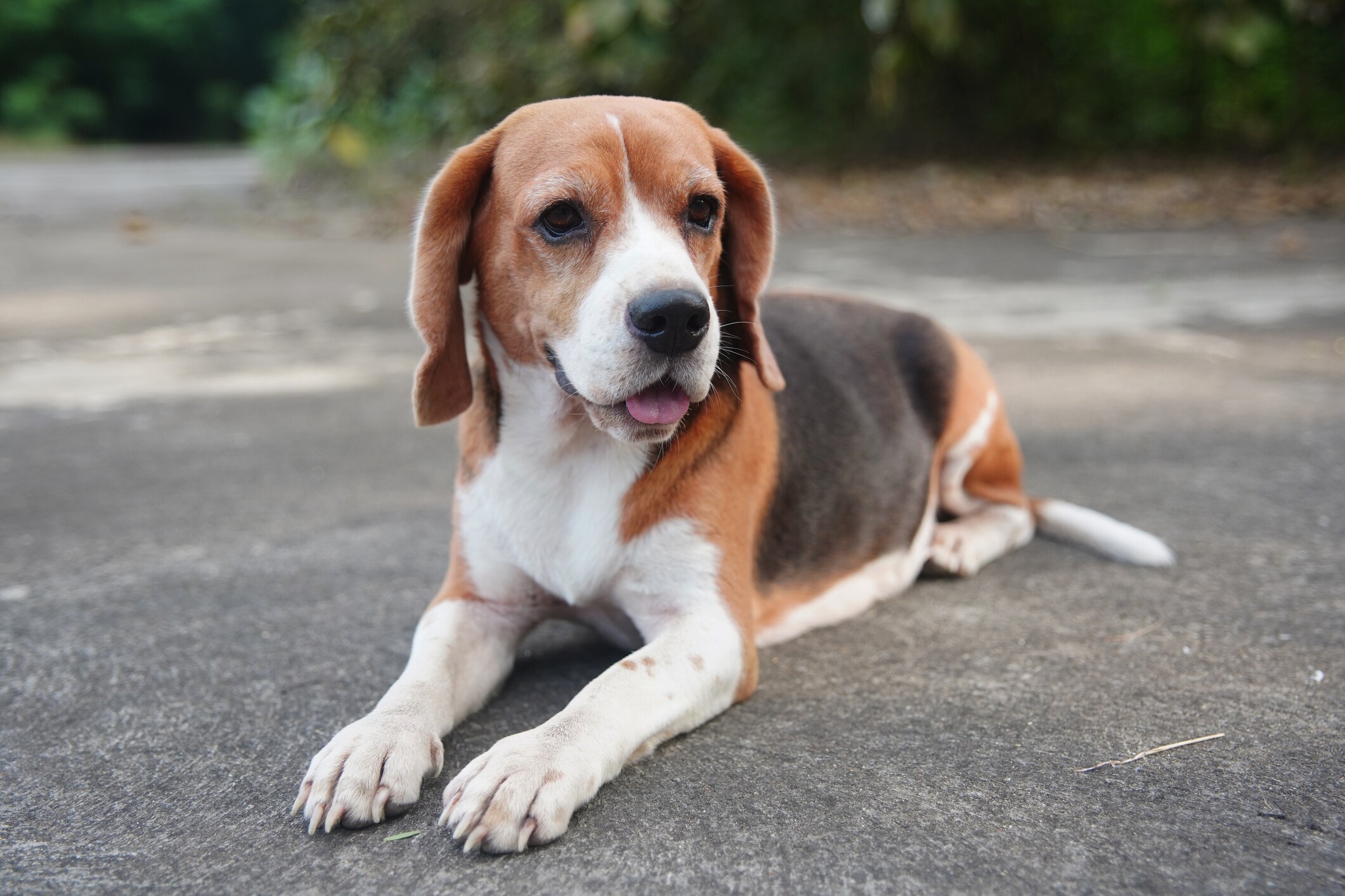 American Foxhound - dog breed photo