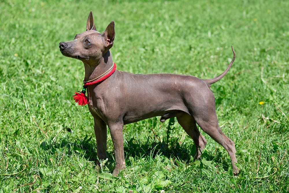American Hairless Terrier - dog breed photo