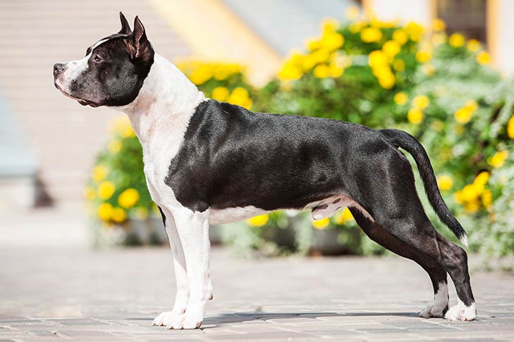 American Staffordshire Terrier - dog breed photo