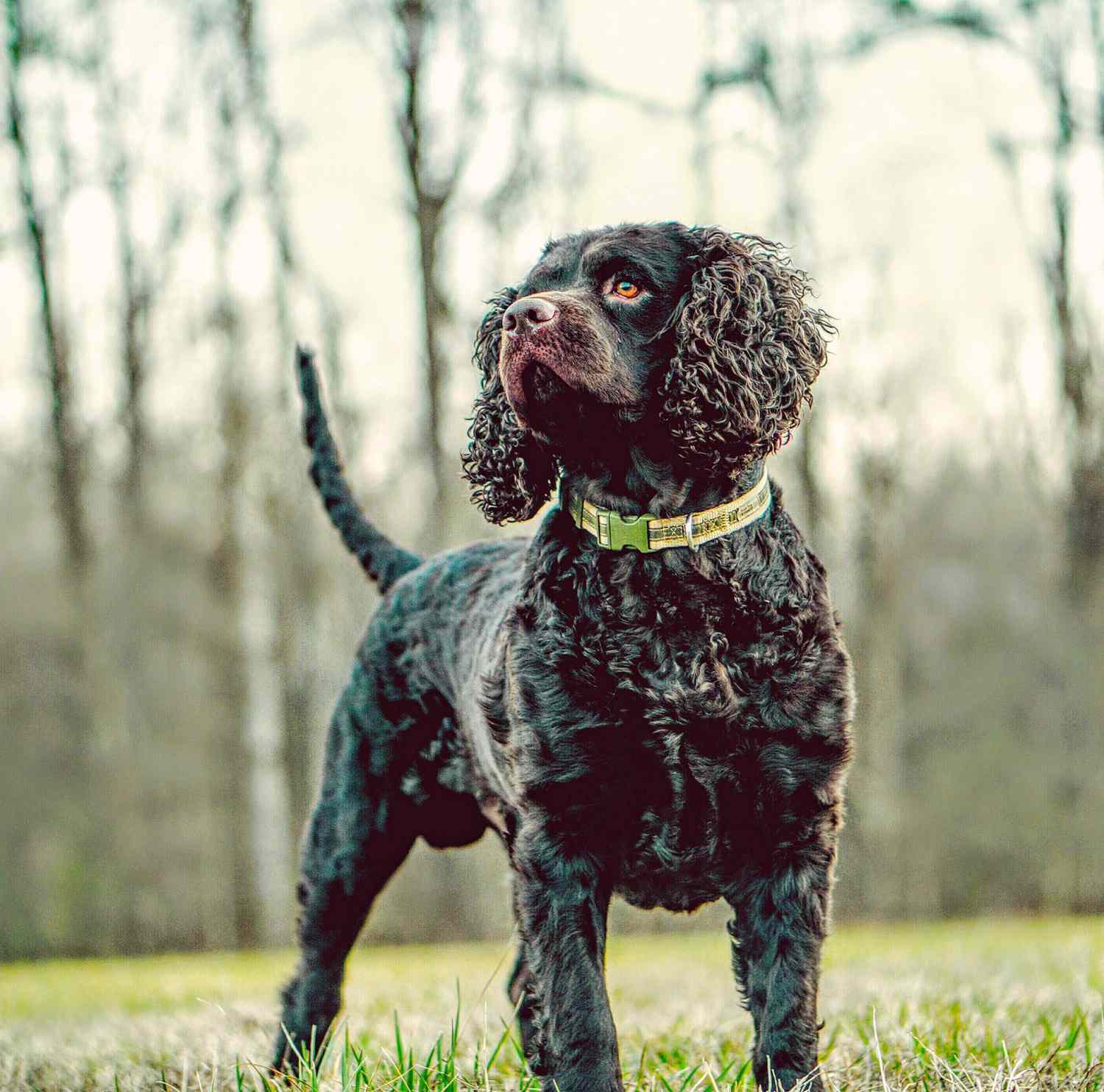 American Water Spaniel - dog breed photo