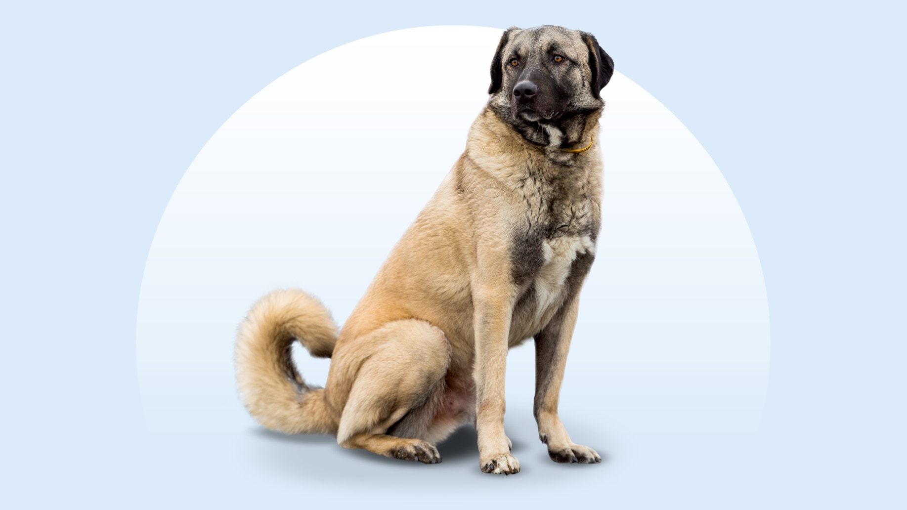 Anatolian Shepherd Dog - dog breed photo