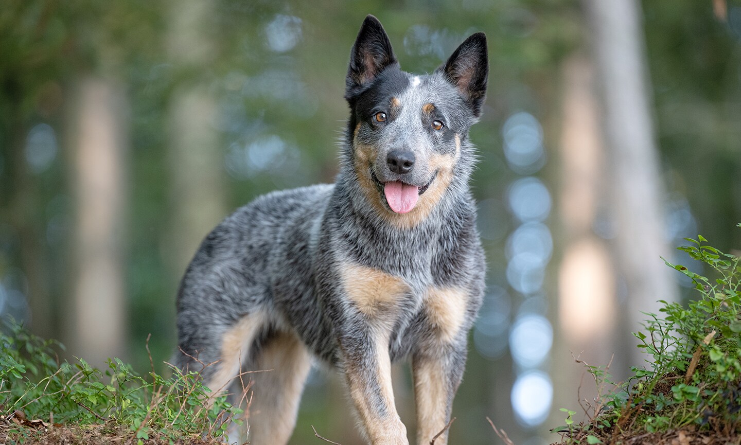 Australian Cattle Dog - dog breed photo