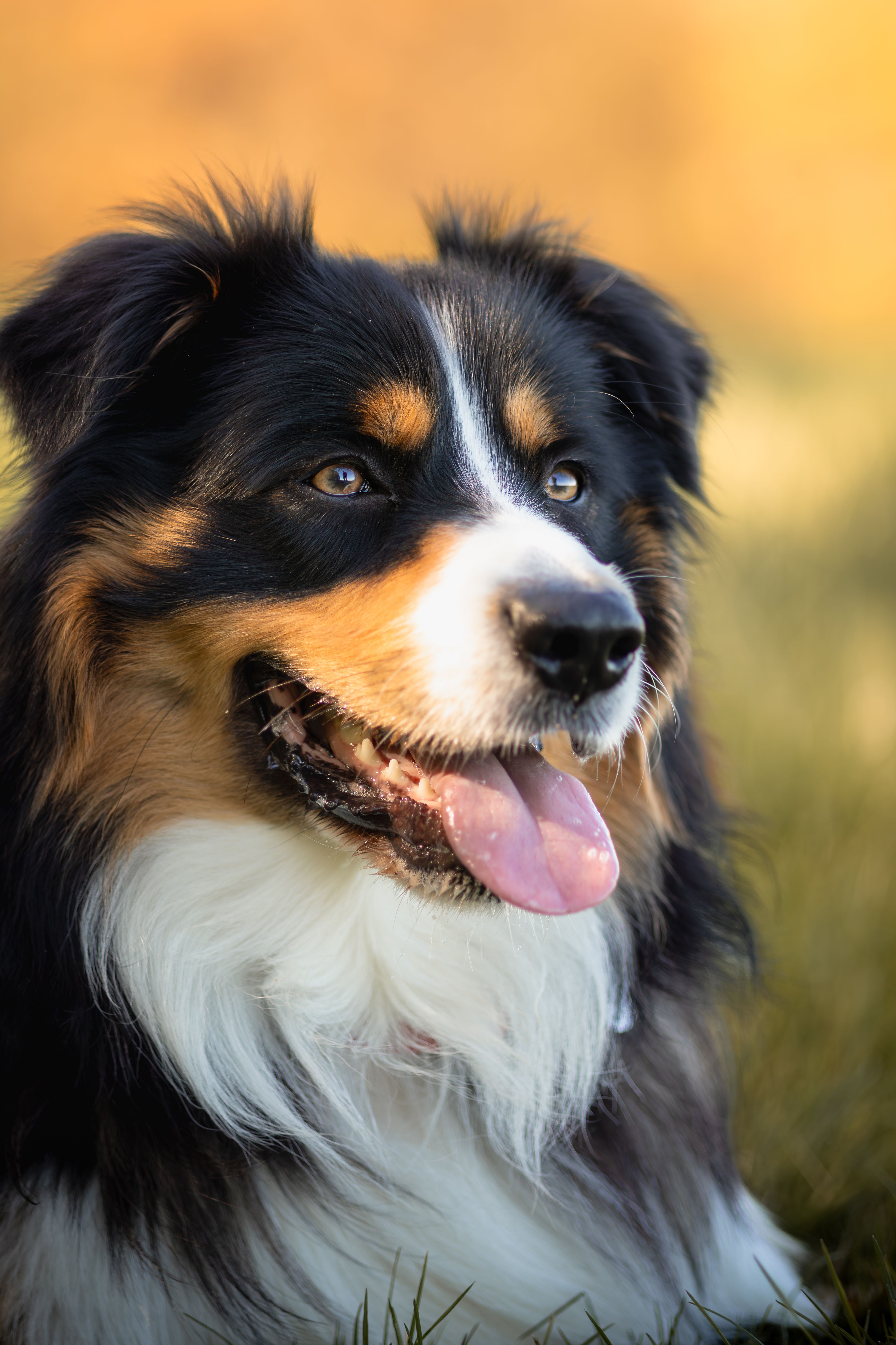 Australian Shepherd - dog breed photo