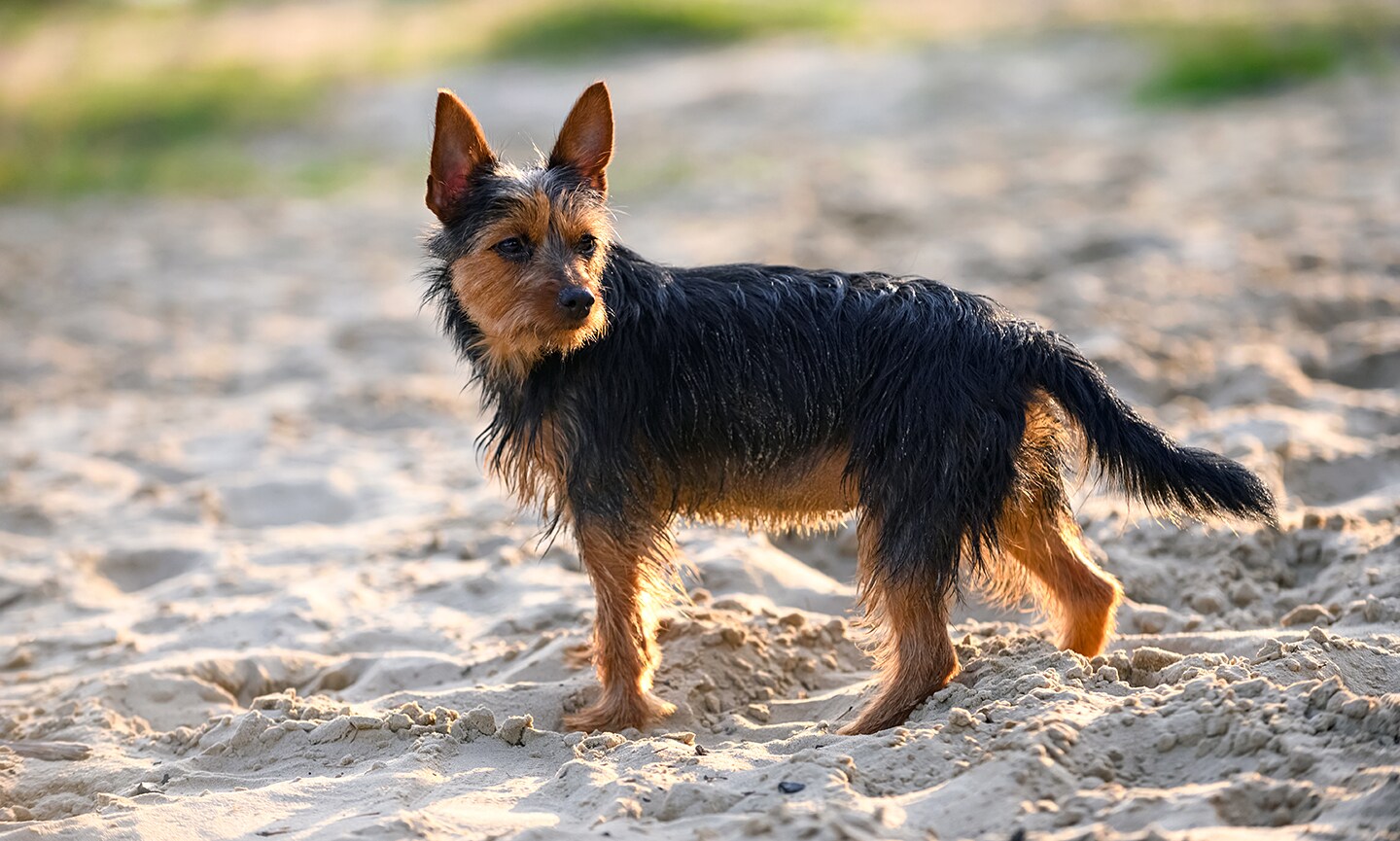 Australian Terrier - dog breed photo