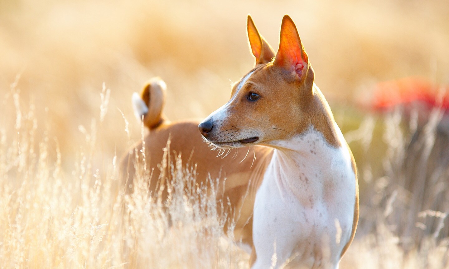 Basenji - dog breed photo