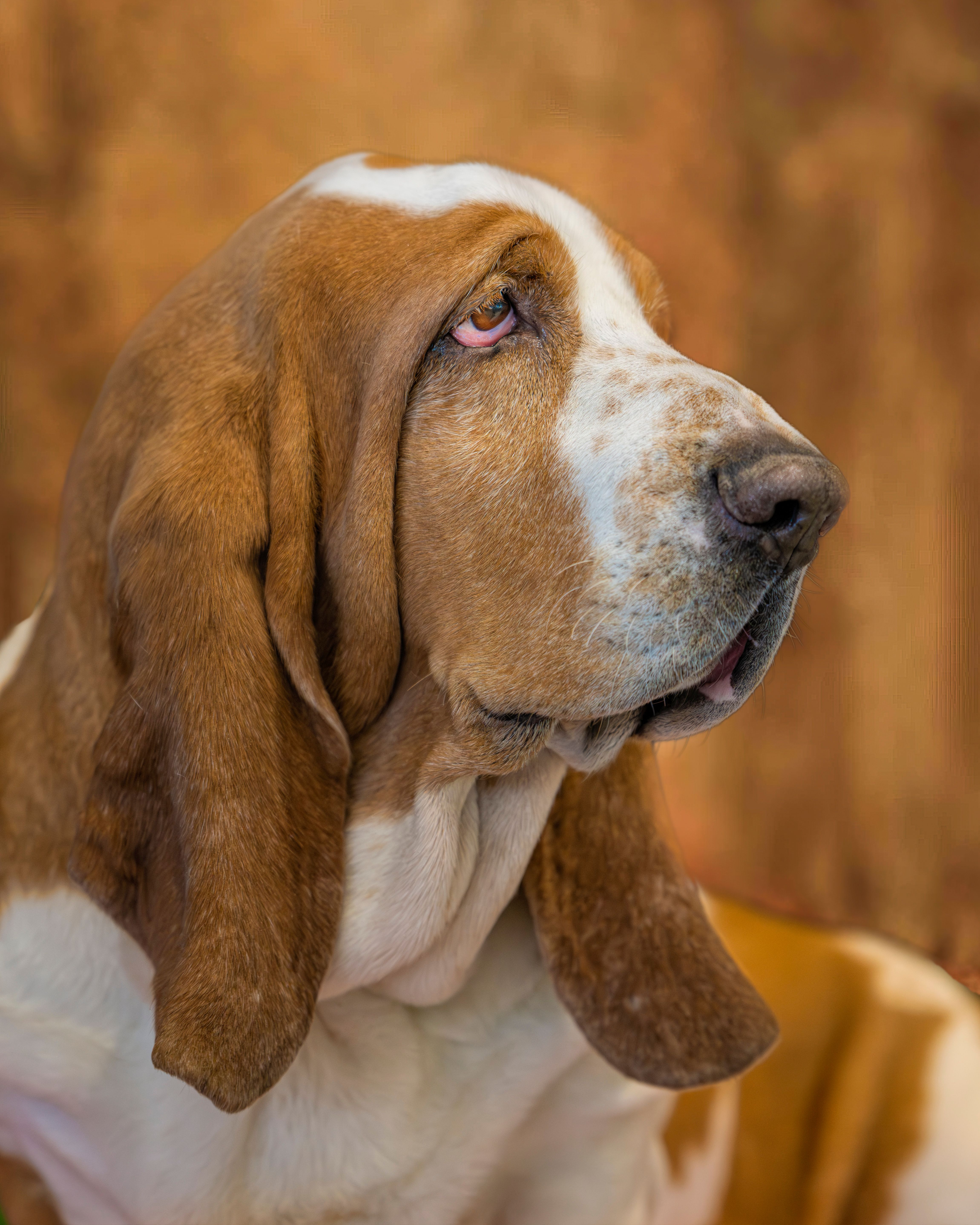 Basset Hound - dog breed photo