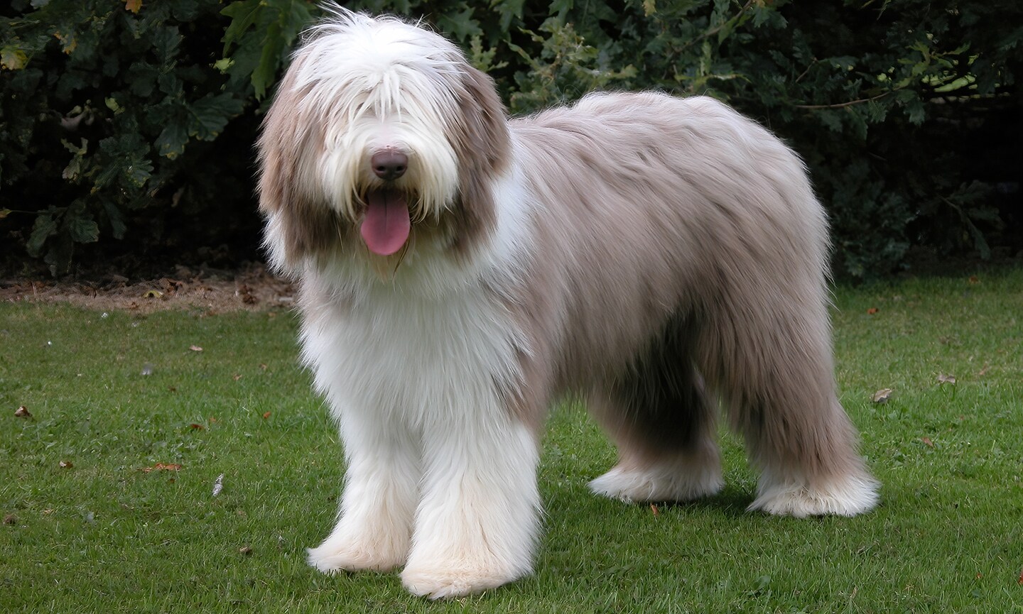 Bearded Collie - dog breed photo