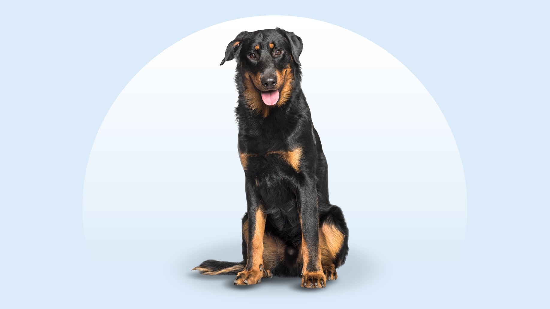 Beauceron - dog breed photo