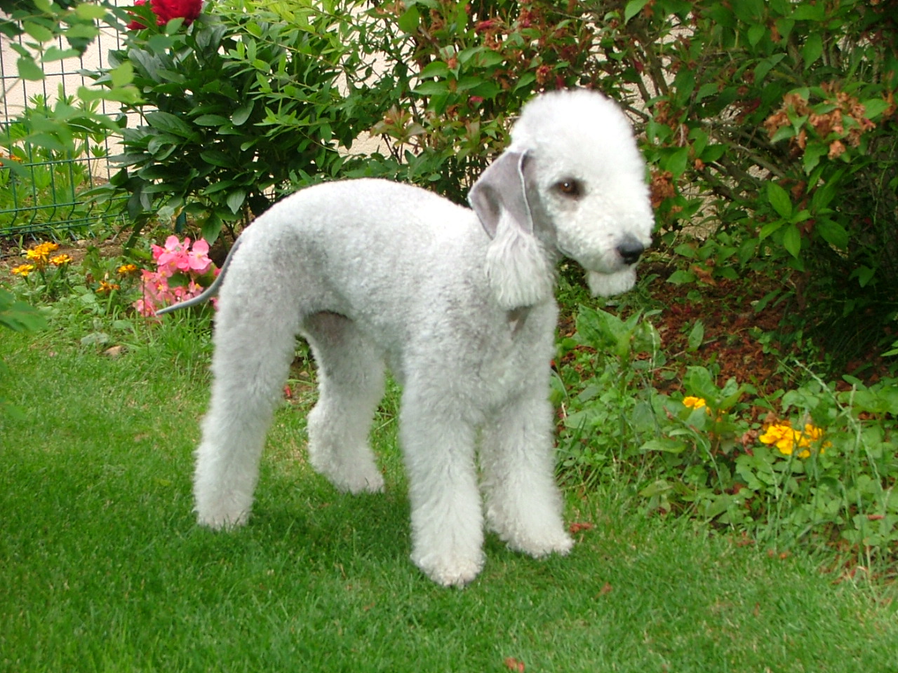 Bedlington Terrier - dog breed photo