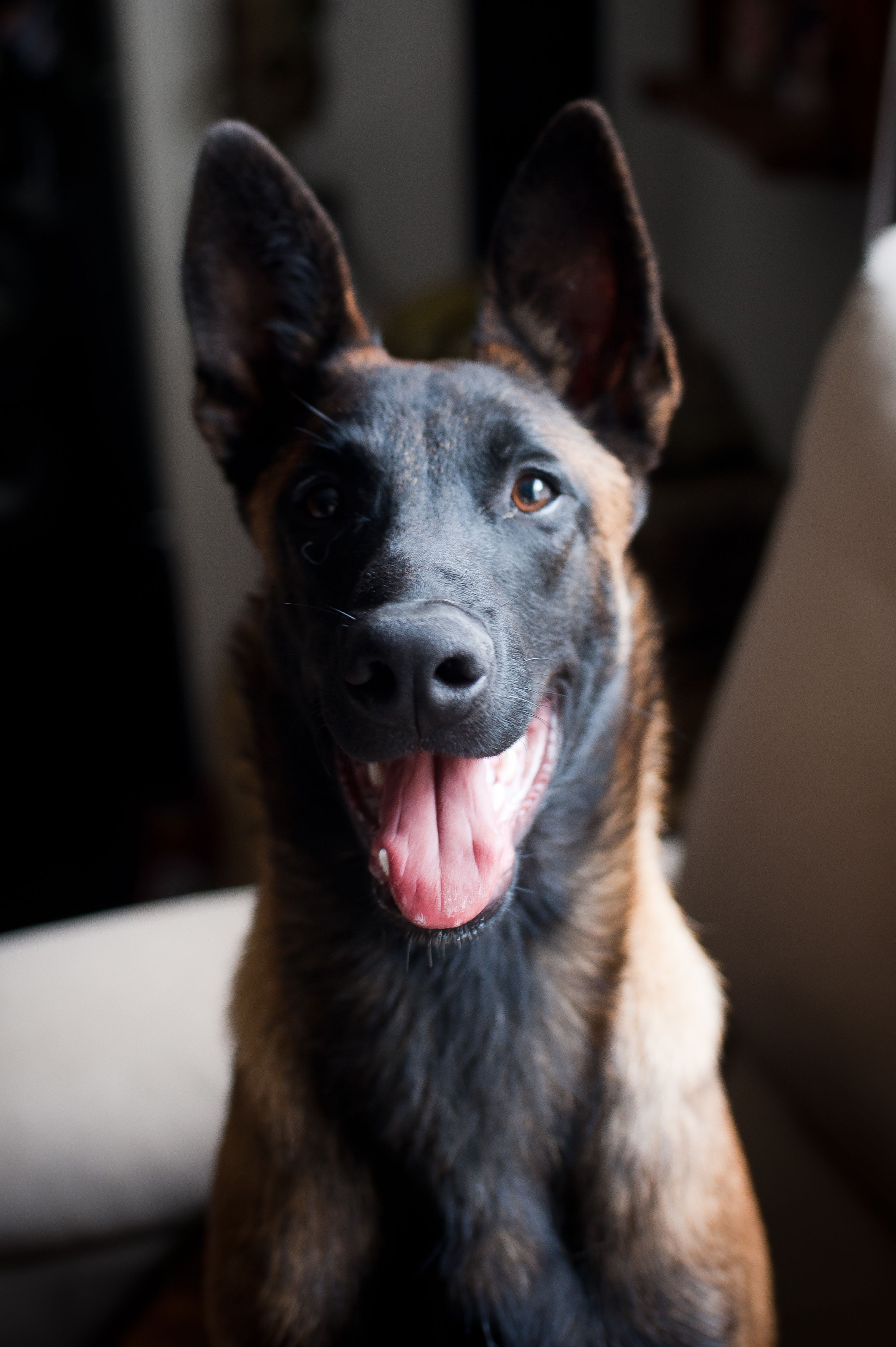 Belgian Malinois - dog breed photo