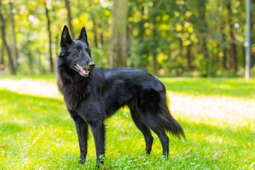 Belgian Sheepdog - dog breed photo