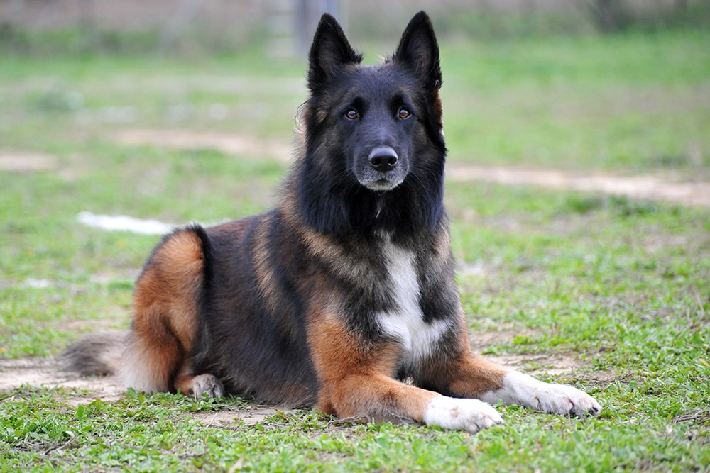 Belgian Tervuren - dog breed photo