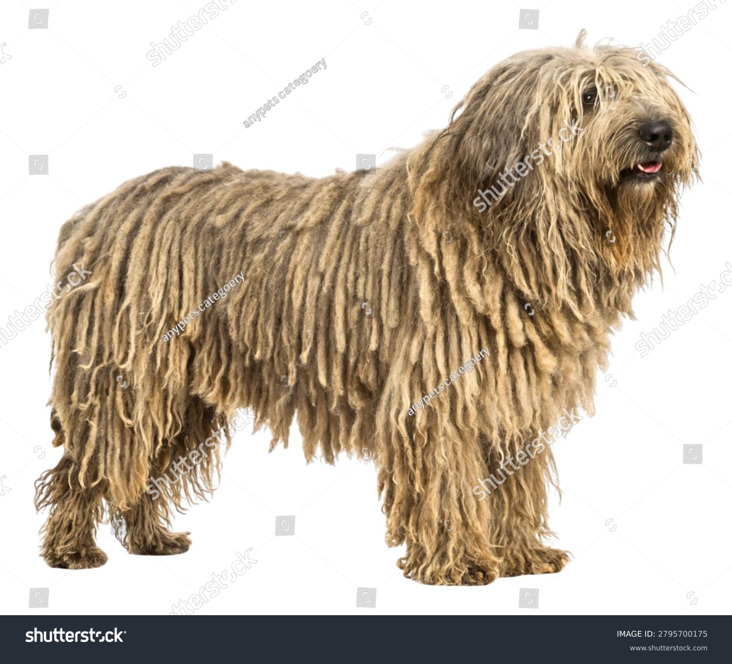 Bergamasco Sheepdog - dog breed photo