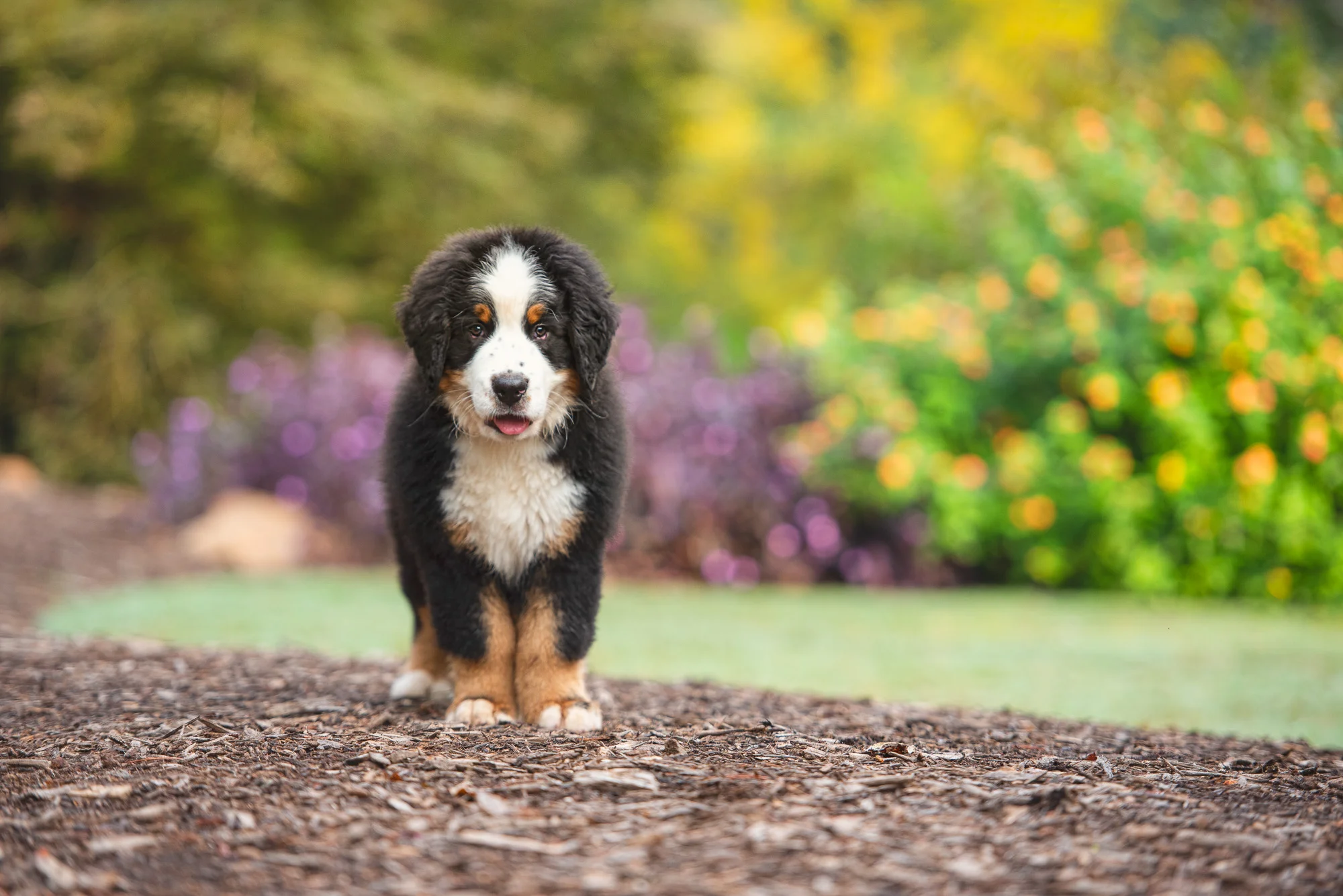Bernese Mountain Dog - dog breed photo