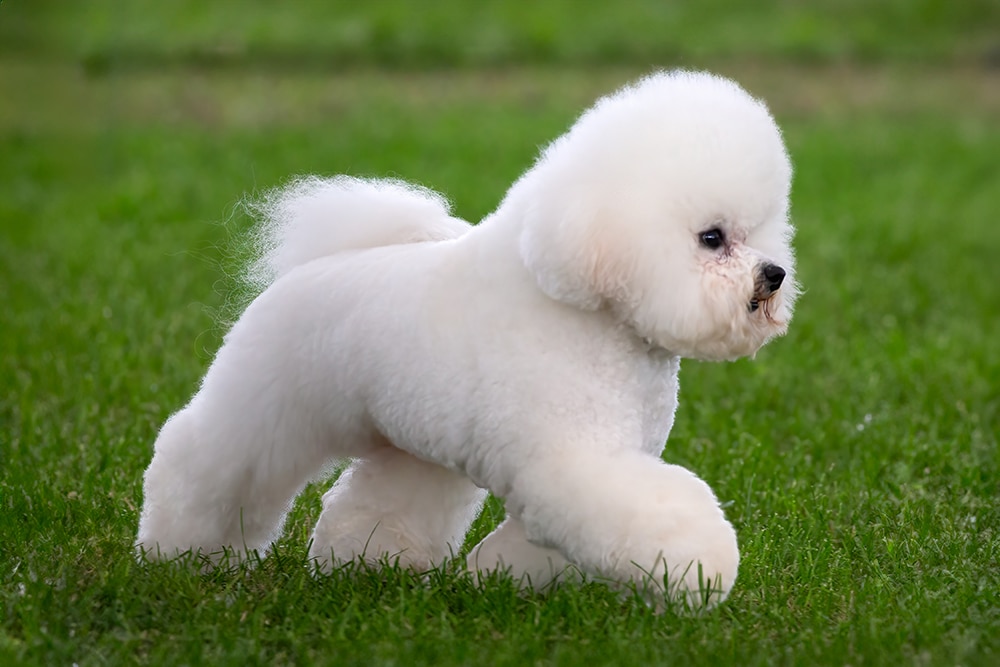 Bichon Frise - dog breed photo