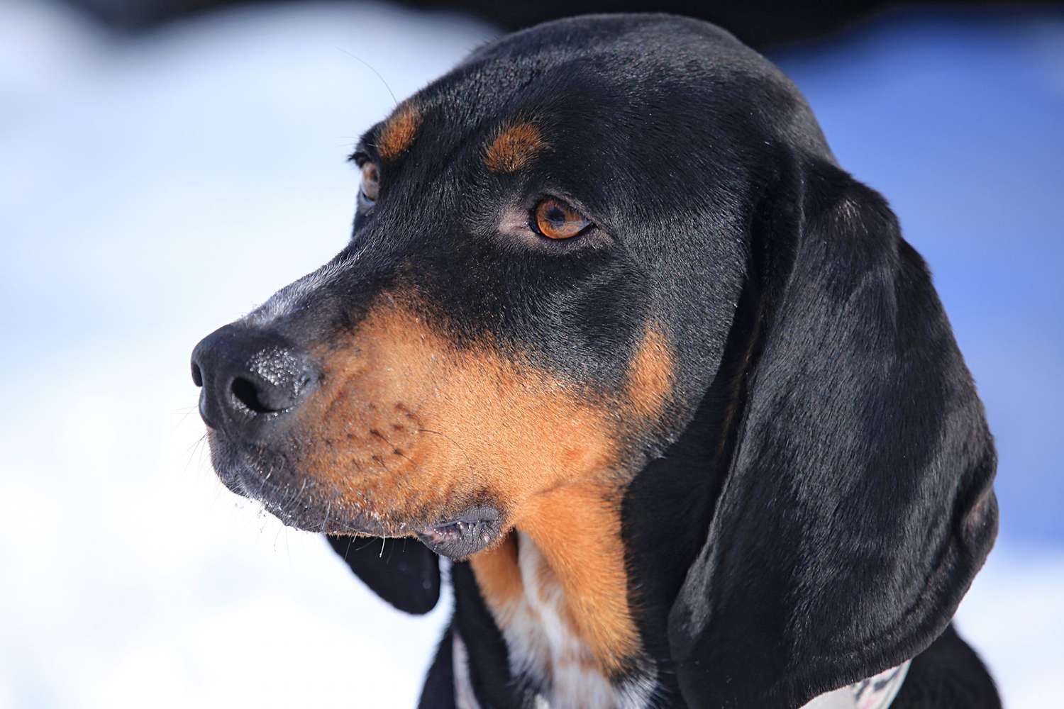 Black and Tan Coonhound - dog breed photo