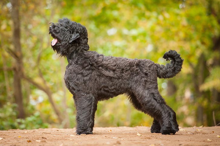 Black Russian Terrier - dog breed photo
