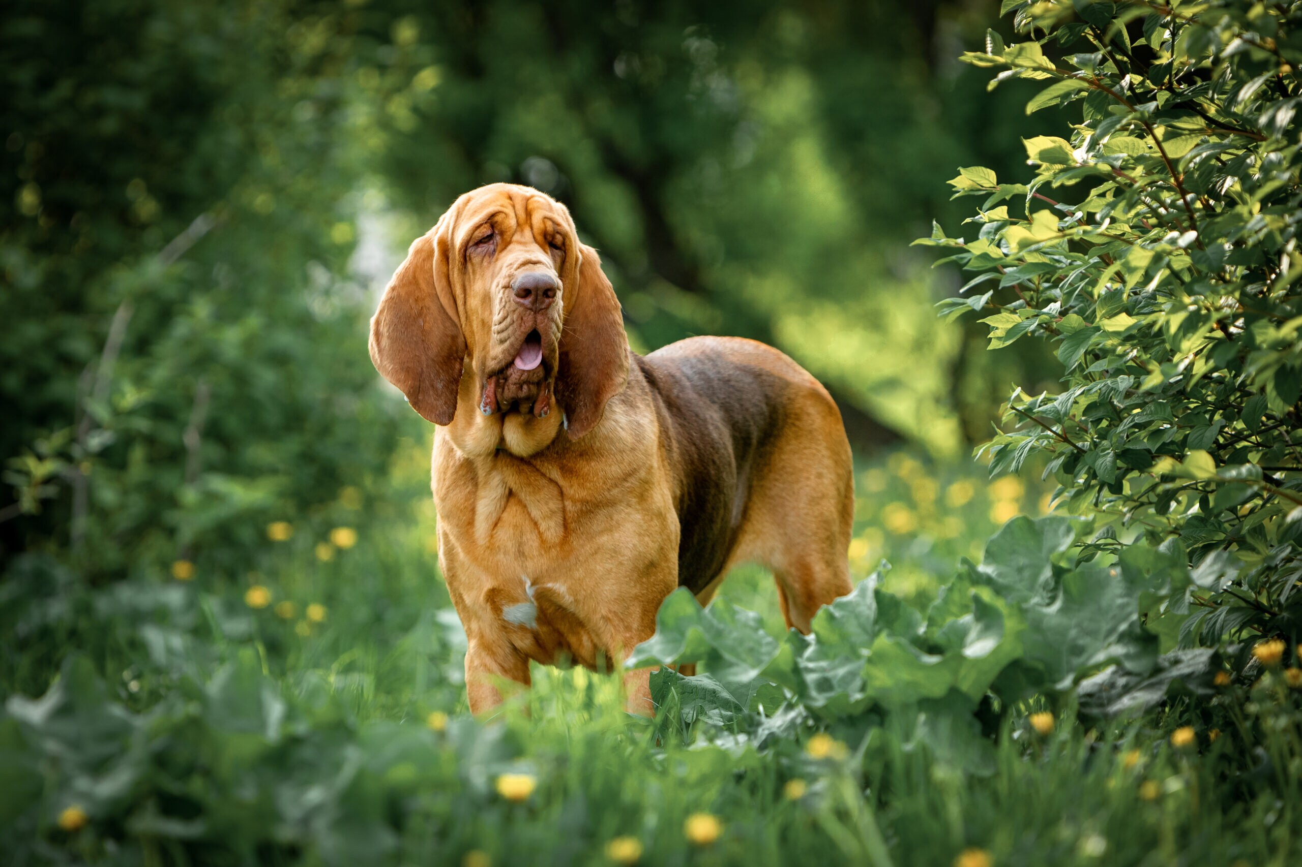 Bloodhound - dog breed photo