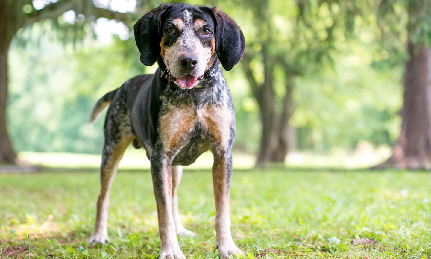 Bluetick Coonhound - dog breed photo