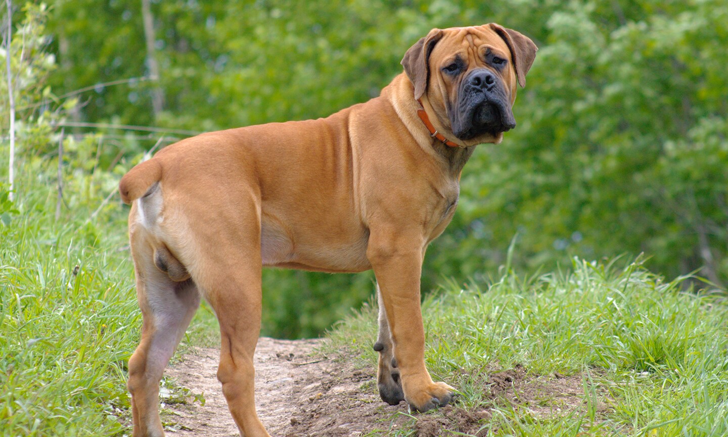 Boerboel - dog breed photo