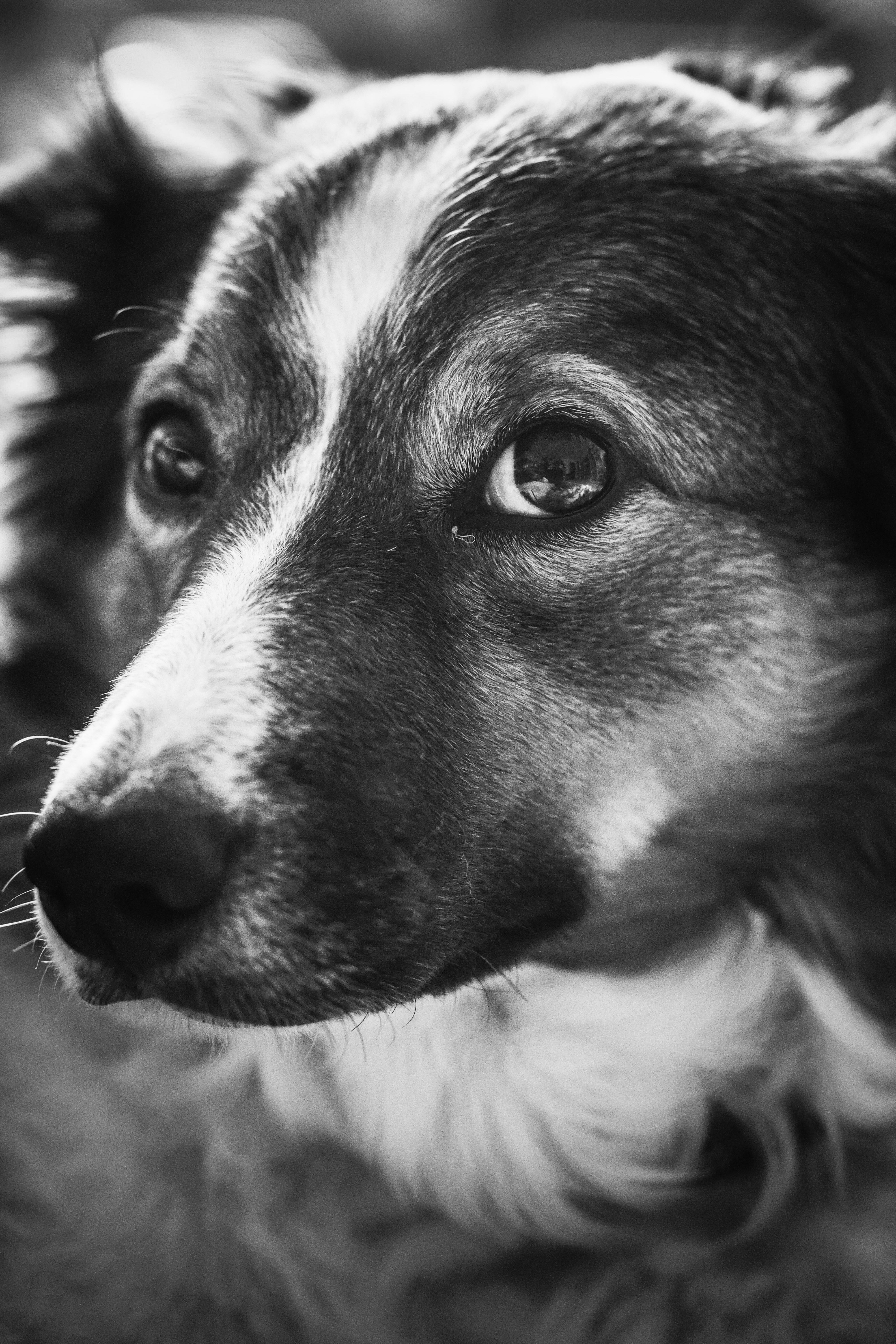 Border Collie - dog breed photo