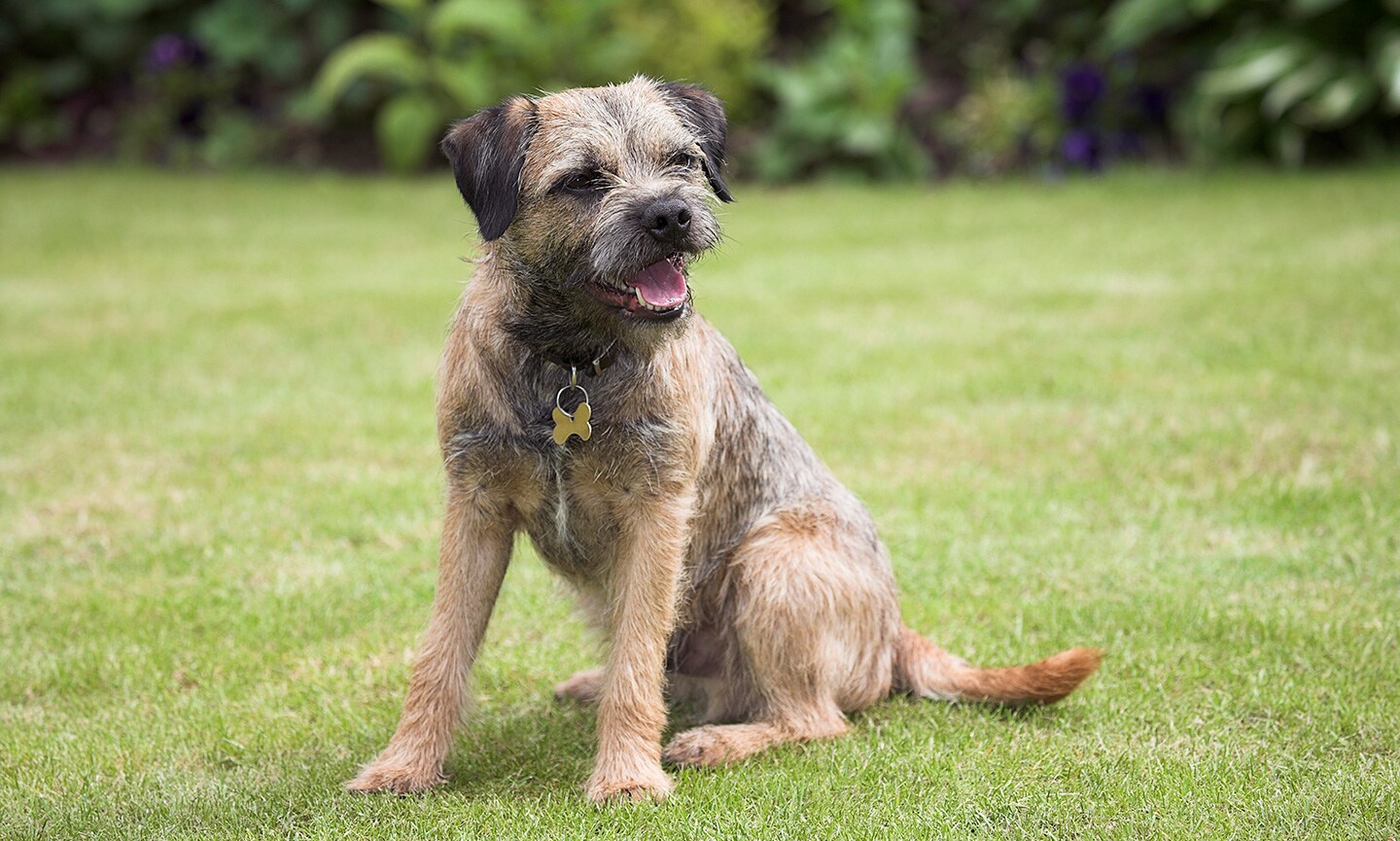 Border Terrier - dog breed photo