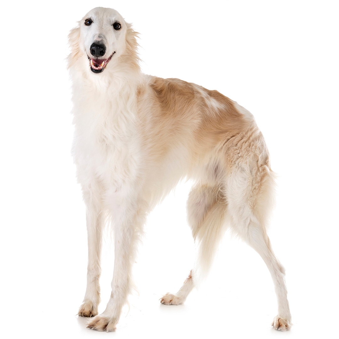 Borzoi - dog breed photo
