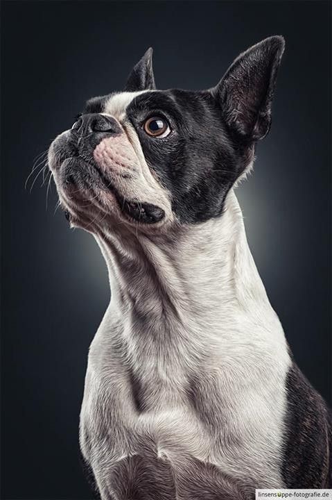 Boston Terrier - dog breed photo