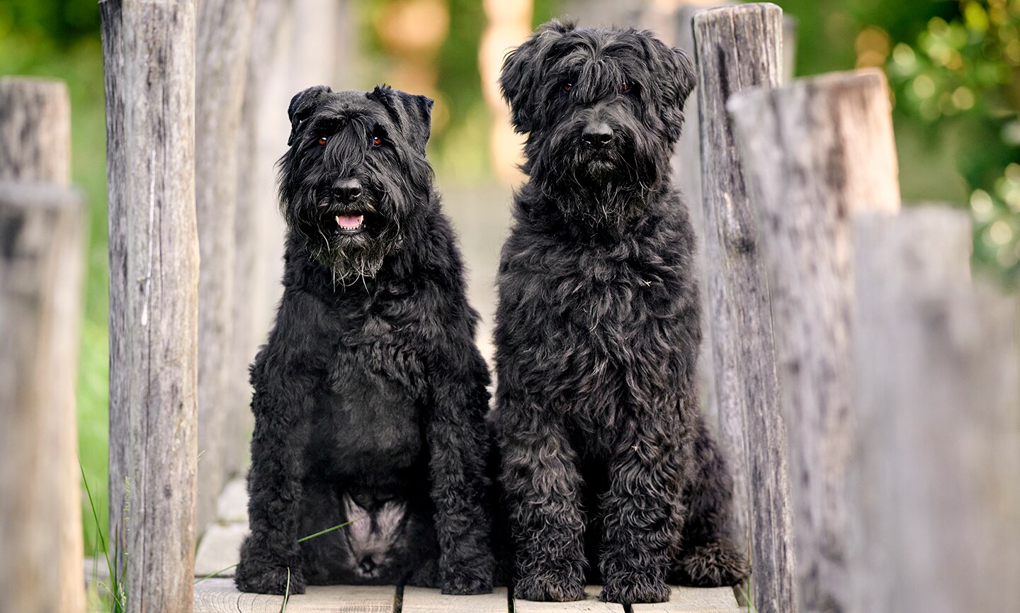 Bouvier des Flandres - dog breed photo