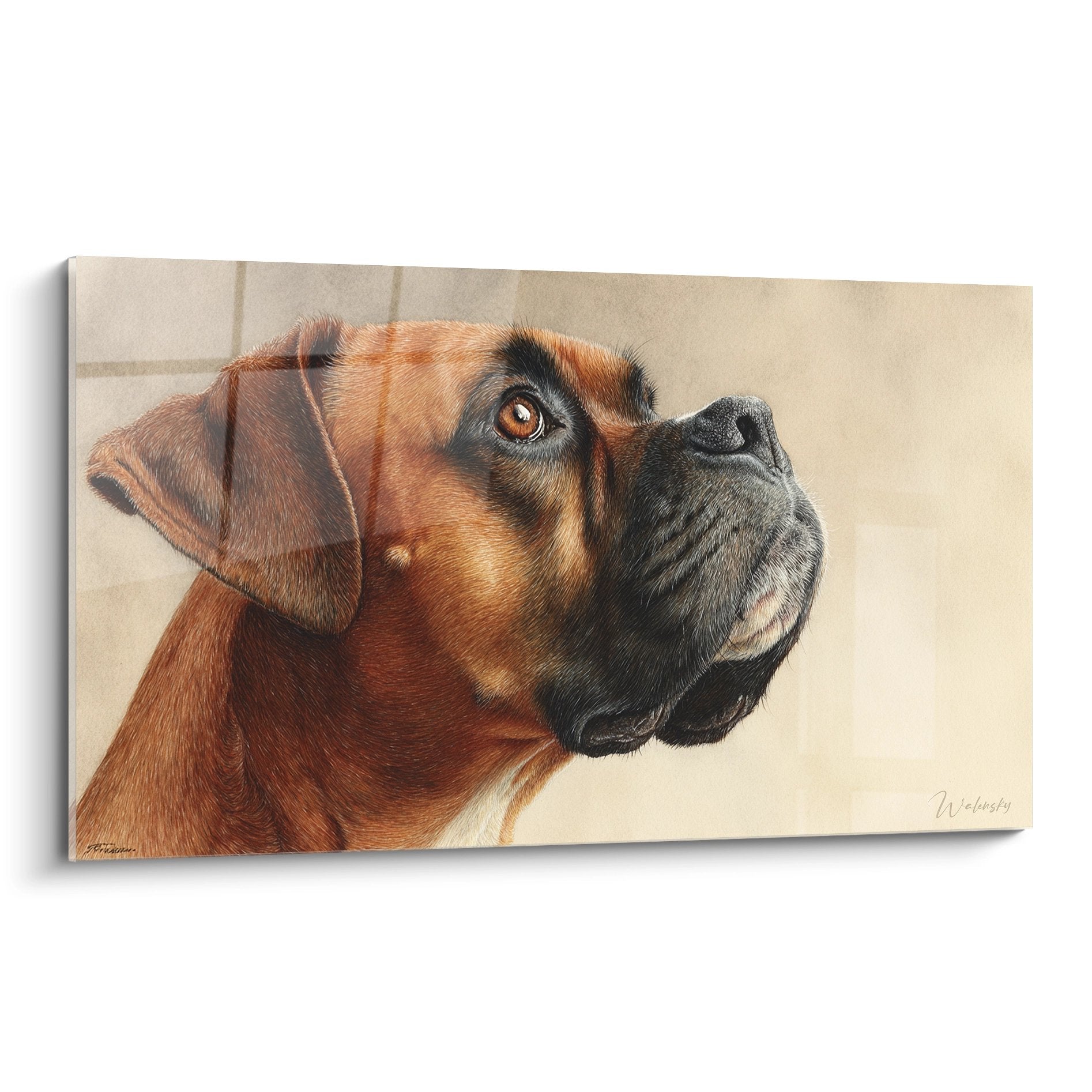 Boxer - dog breed photo