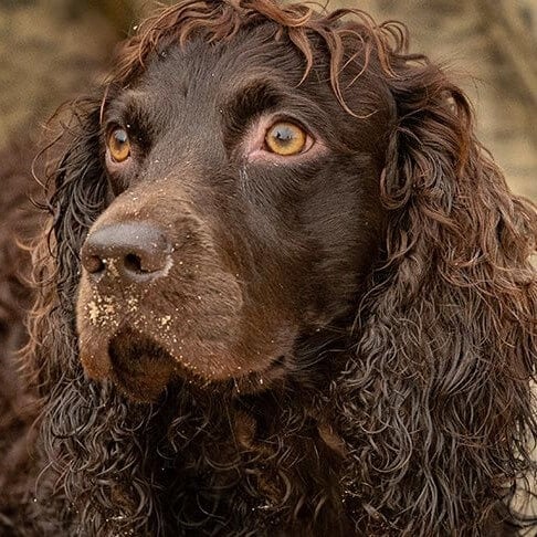 Boykin Spaniel - dog breed photo