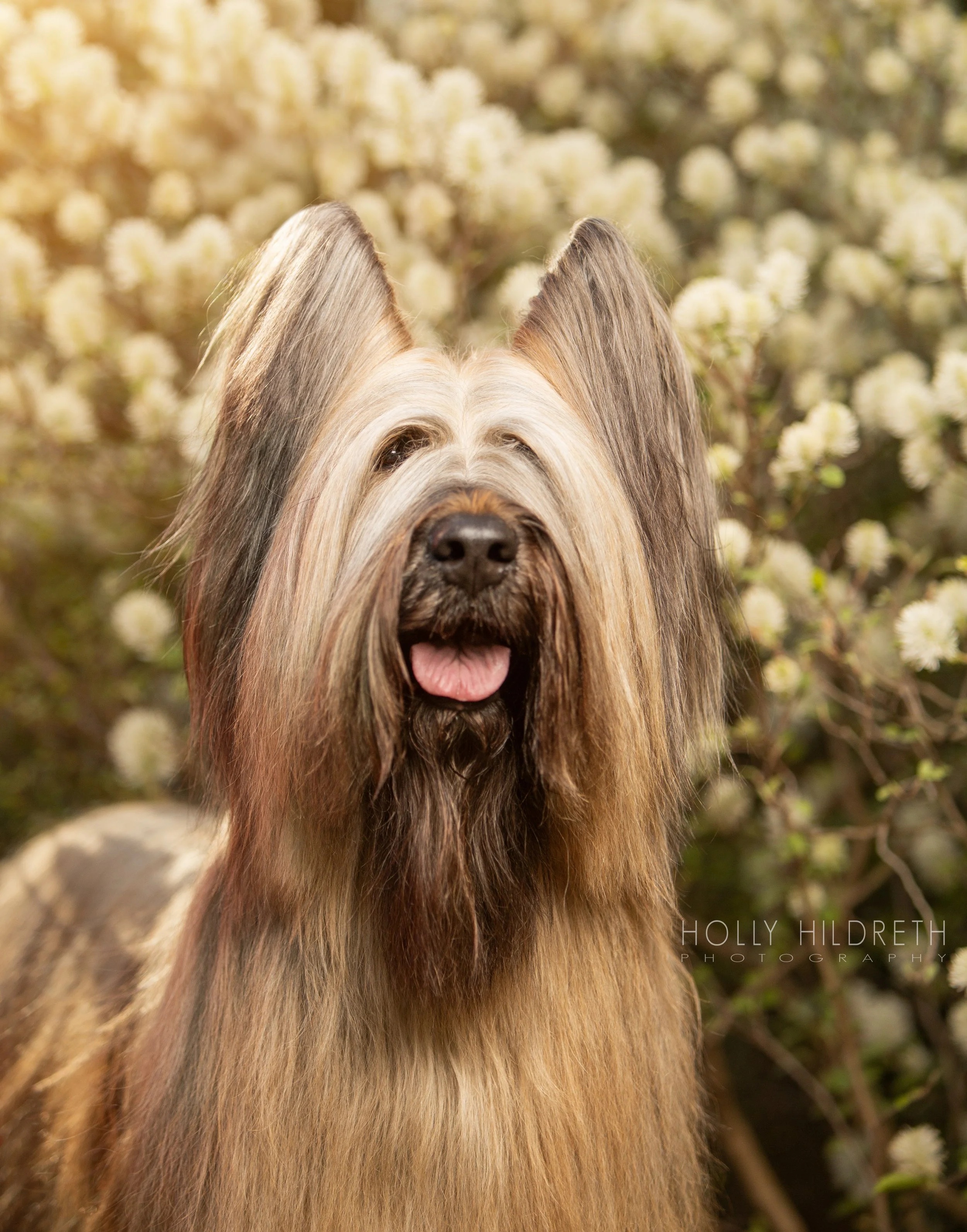 Briard - dog breed photo