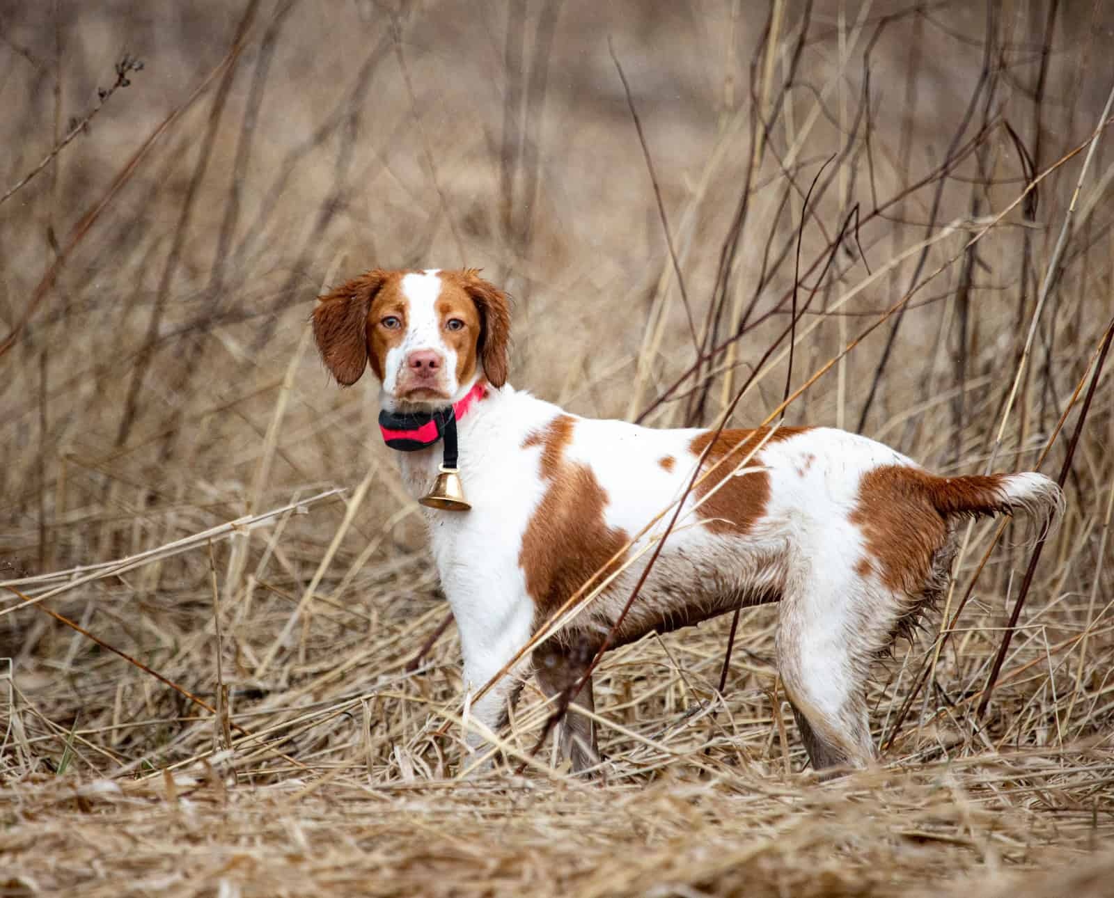 Brittany - dog breed photo