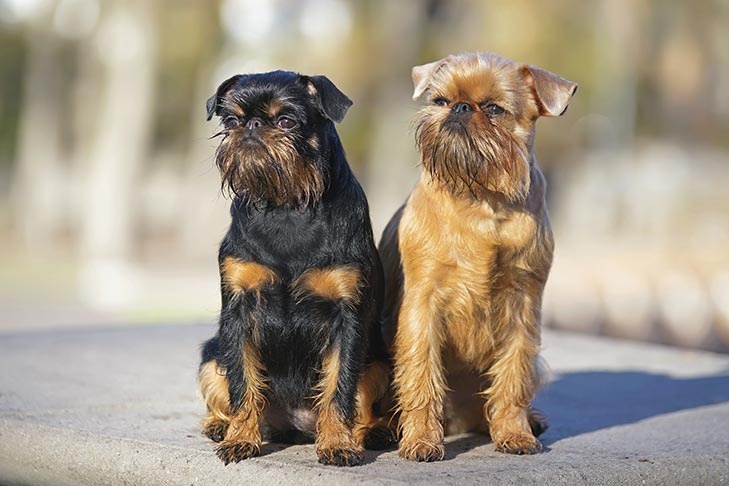 Brussels Griffon - dog breed photo