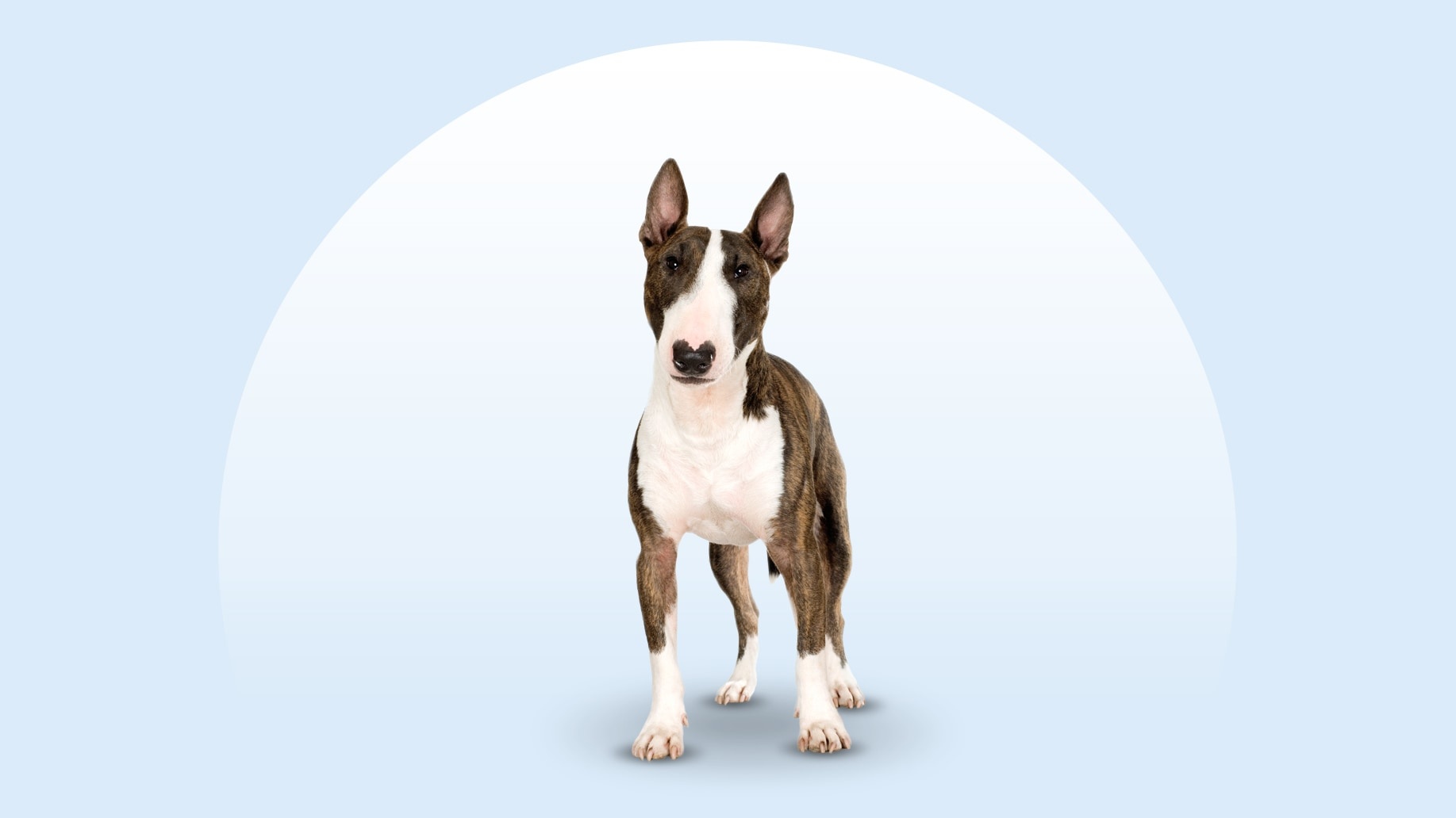 Bull Terrier - dog breed photo