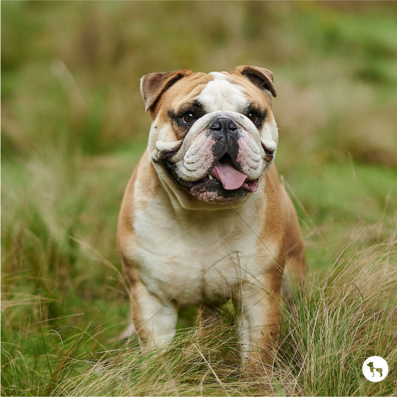 Bulldog - dog breed photo