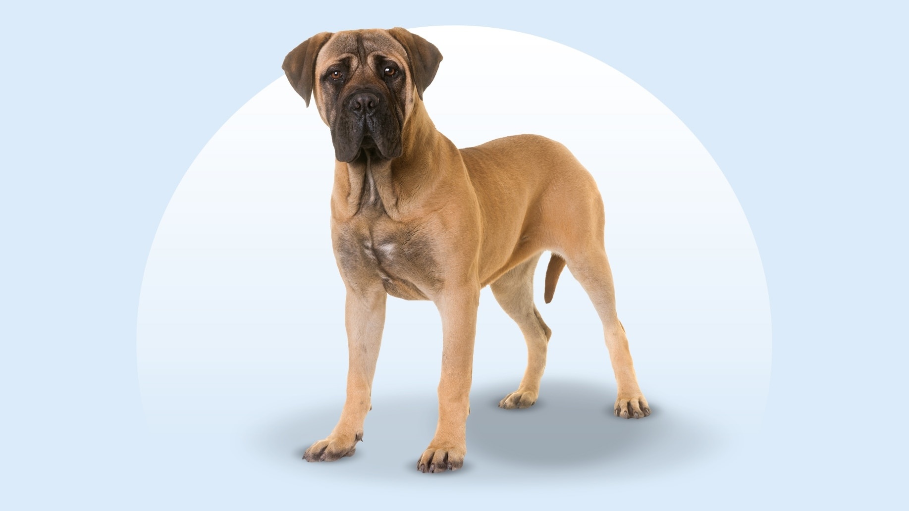 Bullmastiff - dog breed photo