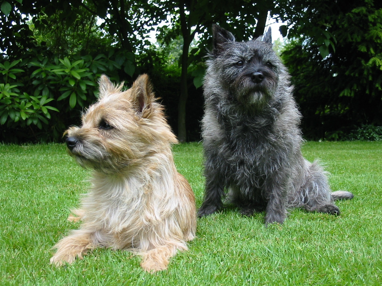 Cairn Terrier - dog breed photo