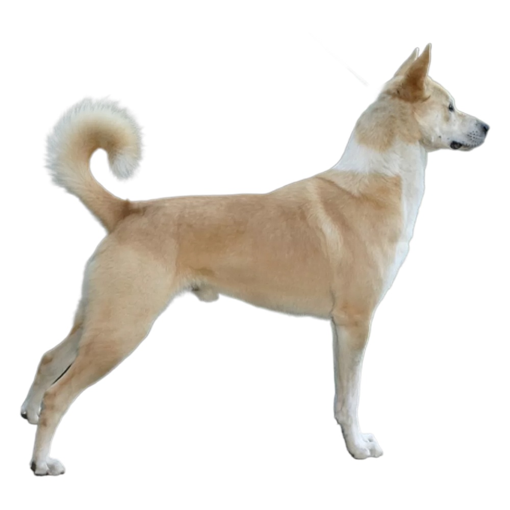 Canaan Dog - dog breed photo