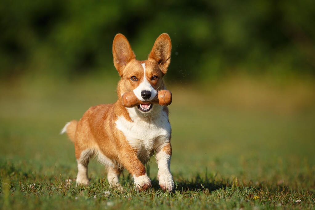 Cardigan Welsh Corgi - dog breed photo
