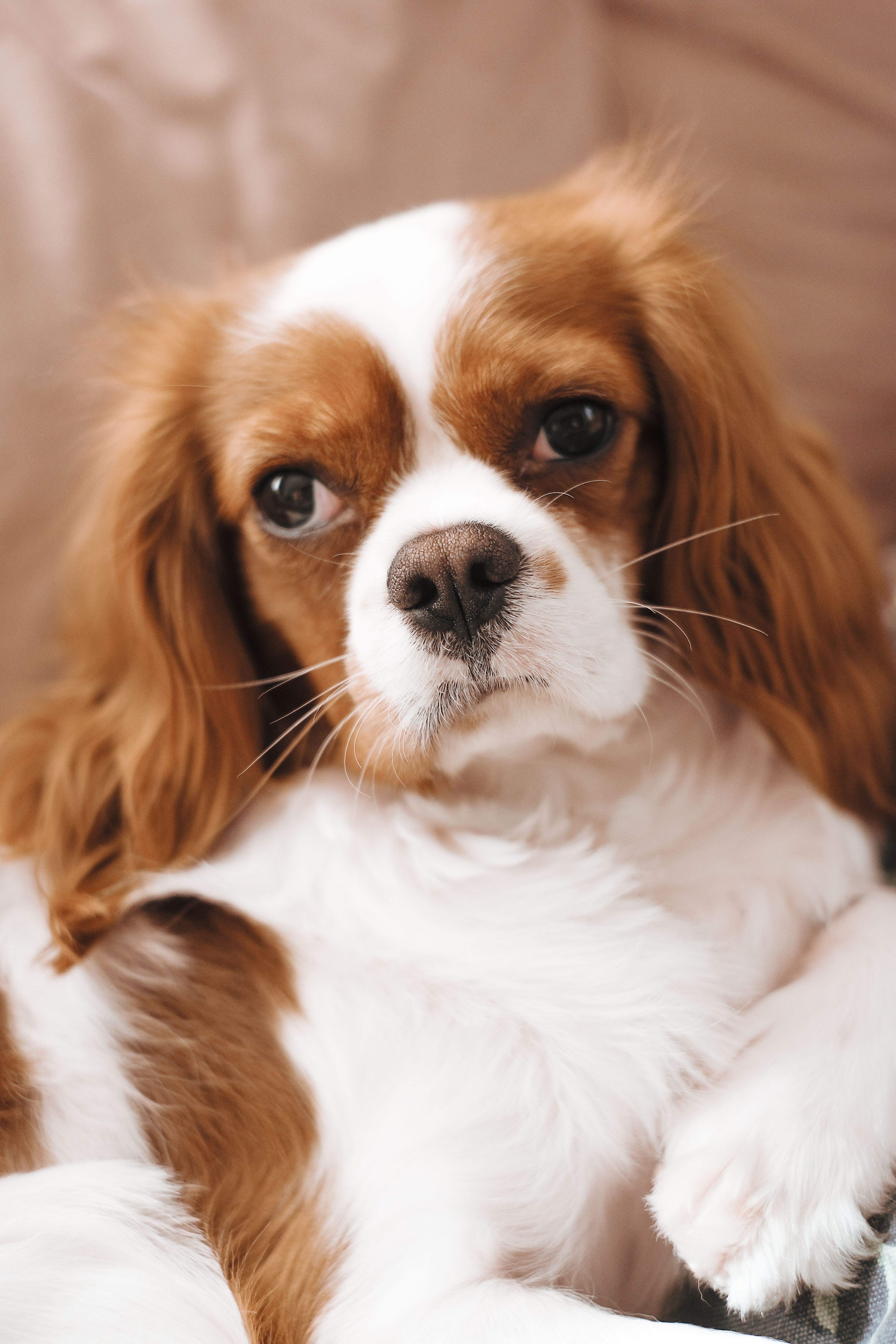 Cavalier King Charles Spaniel - dog breed photo