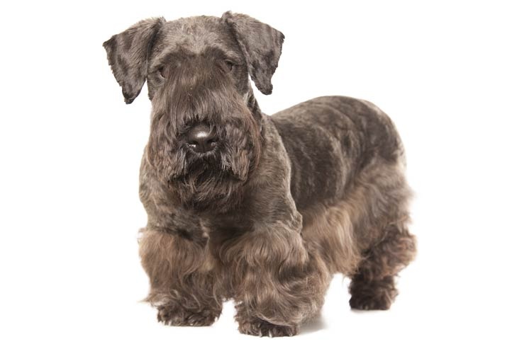 Cesky Terrier - dog breed photo