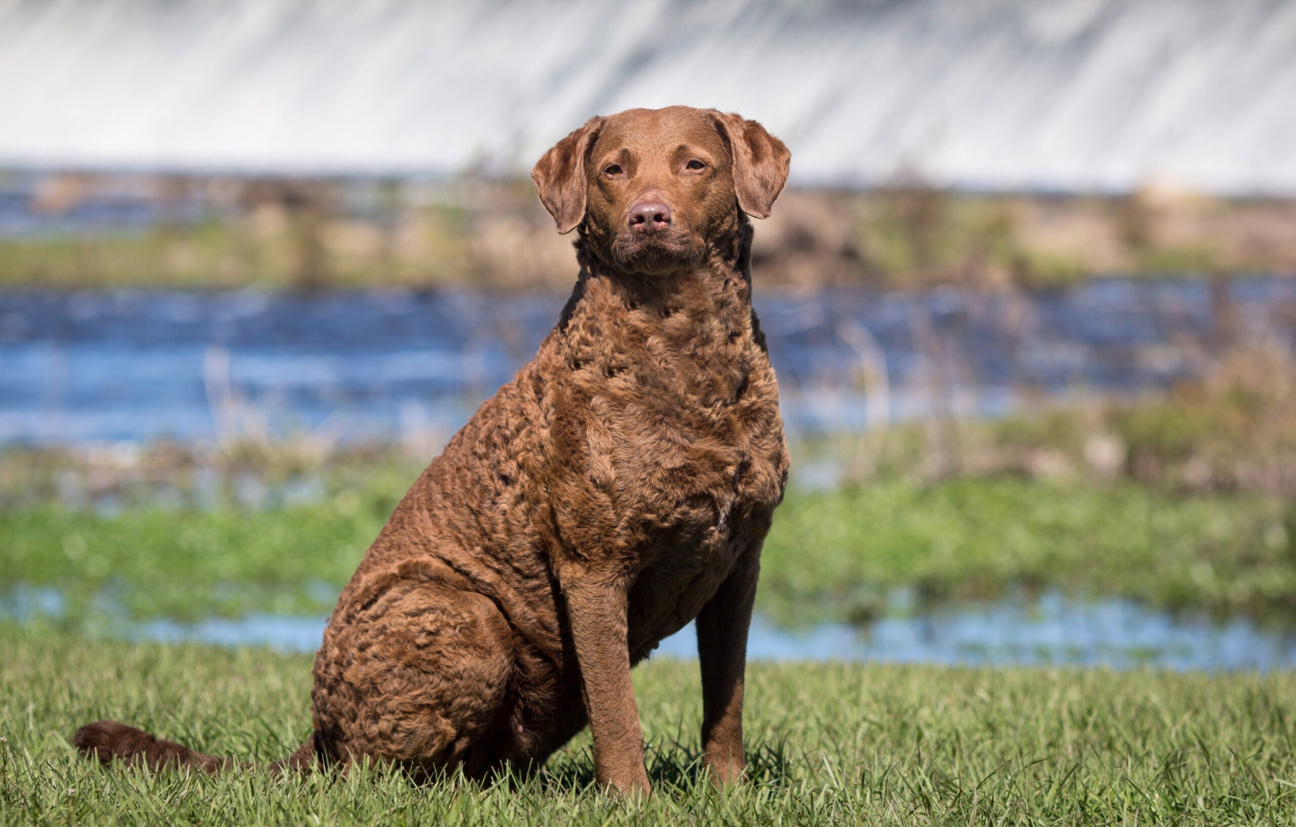 Chesapeake Bay Retriever - dog breed photo